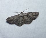 Common grey moth  (<em>Anavitrinella pampinaria</em>), #6590