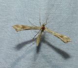 Yarrow plume moth (<em>Gillmeria pallidactyla</em>), #6107 