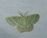 Blackberry looper moth  (<em>Chlorochlamys chloroleucaria</em>), #7071