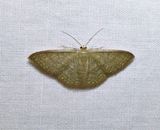 Common tan wave moth (<em>Pleuroprucha insulsaria</em>), #7132