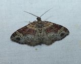 Red twin-spot moth (<em>Xanthorhoe ferrugata</em>), #7388