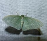 Badwing moth (<em>Dyspteris abortivaria</em>), #7648