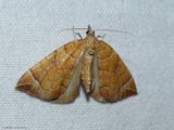 Chevron moth  (<em>Eulithis testata</em>), #7201