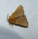 Forest tent caterpillar moth  (<em>Malacosoma disstria</em>), #7698
