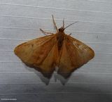Rusty virbia moth (<em>Virbia ferruginosa</em>), #8123