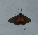 Joyful virbia moth (<em>Virbia laeta</em>), #8114