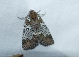 Owl-eyed bird dropping moth (<em>Cerma cora</em>),  #9061