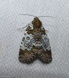 Owl-eyed bird dropping moth (<em>Cerma cora</em>),  #9061