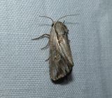 Gray half-spot moth  (<em>Nedra ramosula</em>),  #9582