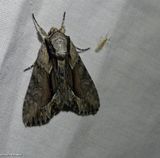 Common hyppa moth (<em>Hyppa xylinoides</em>), #9578