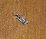Dingy cutworm moth  (<em>Feltia jaculifera</em>), #10670