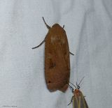 Large yellow underwing moth (<em>Noctua pronuba</em>), #11003.1