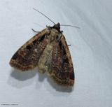 Sigmoid dart moth  (<em>Eueretagrotis sigmoides</em>),  #11007
