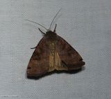 Smiths dart moth (<em>Xestia smithii</em>),  #10944