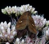 Signate quaker moth  (<em>Tricholita signata</em>), #10627