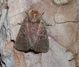 Cynical quaker moth (<em>Orthodes cynica </em>), #10587