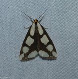 Lecontes haploa moth  (<em>Haploa lecontei</em>), #8111