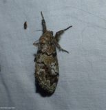 Tussock moth (<em>Dasychira</em> sp)