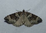 White eulithis moth (<em>Eulithis explanata</em>),  #7206
