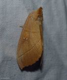 White-dotted prominent moth (<em>Nadata gibbosa</em>), #7915