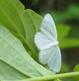 White spring moth (<em>Lomographa vestaliata</em>), #6667