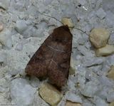 Normans quaker moth  (<em>Crocigrapha normani</em>),  #10501