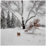Cleo in the snow