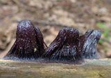 Chocolate tube slime mold (<em>Stemonitis splendens</em>)