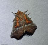 The Herald moth  (<em>Scoliopteryx libatrix</em>) #8555