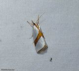 Straight-lined vaxi moth  (<em>Vaxi critica</em>), #5466
