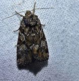 Quivering dart moth (<em>Aplectoides condita</em>), #10999