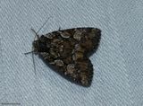 Quivering dart moth (<em>Aplectoides condita</em>), #10999
