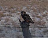 Short-eared owl