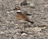 Killdeer