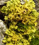Powdery Sunburst Lichen  (<em>Xanthomendoza ulophyllodes</em>)