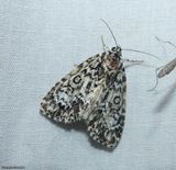 Noctuid moth (<em>Acronicta heitzmani</em>), #9241.1