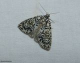 Noctuid moth (<em>Acronicta heitzmani</em>), #9241.1