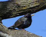 Starling