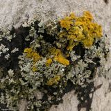 Lichens