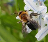 Andrenid bee (<em>Andrena dunningi</em>)