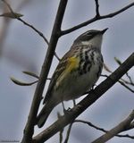 Yellow-rumped warbler