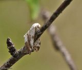 Bluish spring moth  (<em>Lomographa semiclarata</em>), #6666