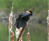 Red-winged blackbird, male