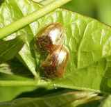 Golden tortoise beetle (<em>Charidotella sexpunctata</em>)