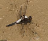 Chalk-fronted corporal  (<em>Ladona julia</em>)