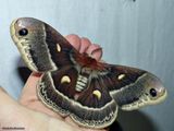 Columbia silk moth  (<em>Hyalophora columbia</em>), #7768