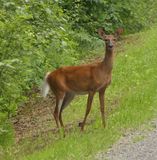 White-tailed deer (<em>Odocoileus virginianus</em>)