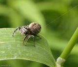 Jumping spider (Salticidae)