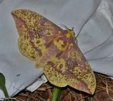 Canadian imperial moth (<em>Eacles pini</em>), #7704