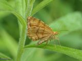 Rannoch looper moth  (<em>Macaria brunneata</em>), #6286